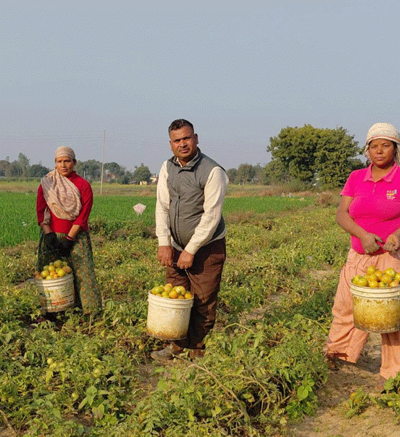 तीन पुस्तादेखि टमाटर खेती: विदेशको विकल्प बनेको छ वीरेन्द्रको टमाटर व्यवसाय