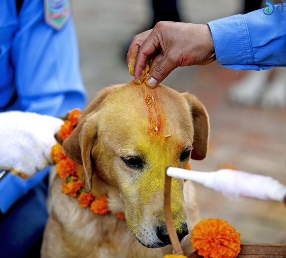 आज कुकुर तिहार मनाइँदै