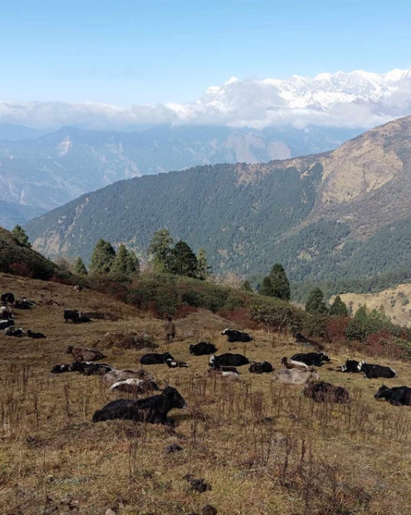 पर्यटकका पर्खाइमा बयली