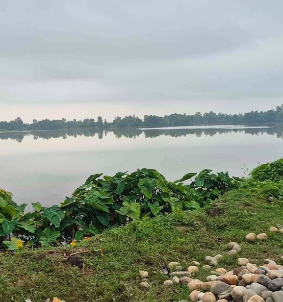 झाझ नदीको बाढीले सयौं बिघा धानबाली नष्ट