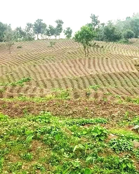 पाँच हजार रोपनीमा चाक्लाबन्दी खेती