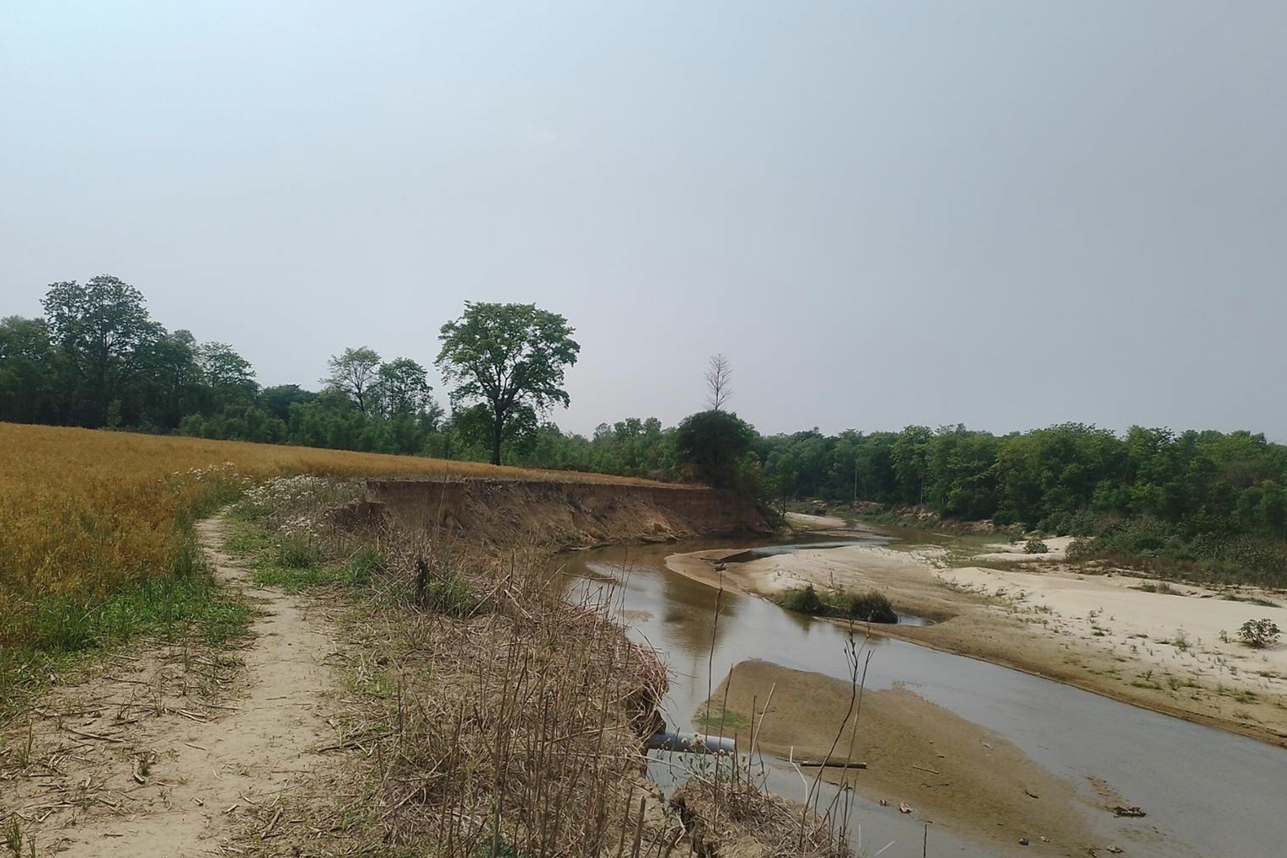 पशु प्रजनन कार्यालयको खेतीयोग्य जमिन कटानमा