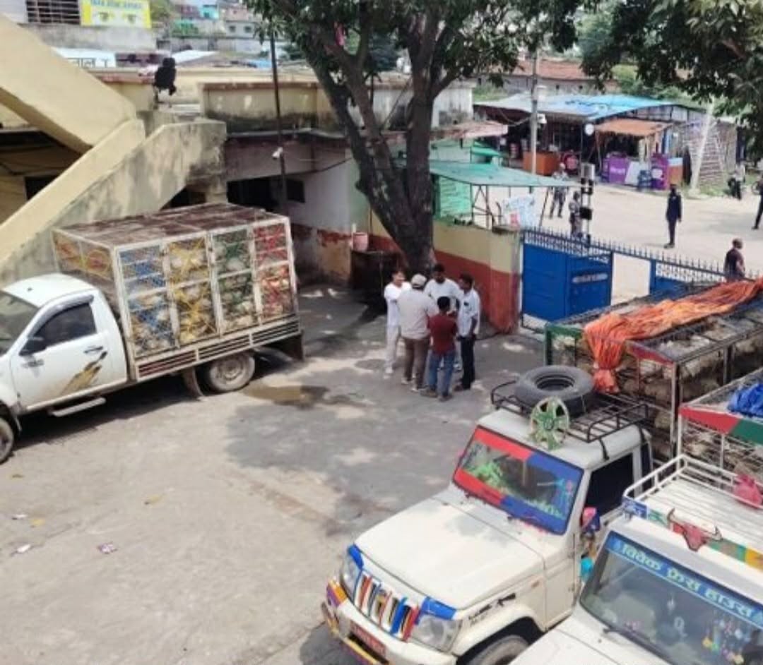 स्वदेशी कुखुरा बोकेका तीन पिकअप नियन्त्रणमा लिएर भन्सारमा बुझाइएपछि रौतहटका किसान आक्रोशित