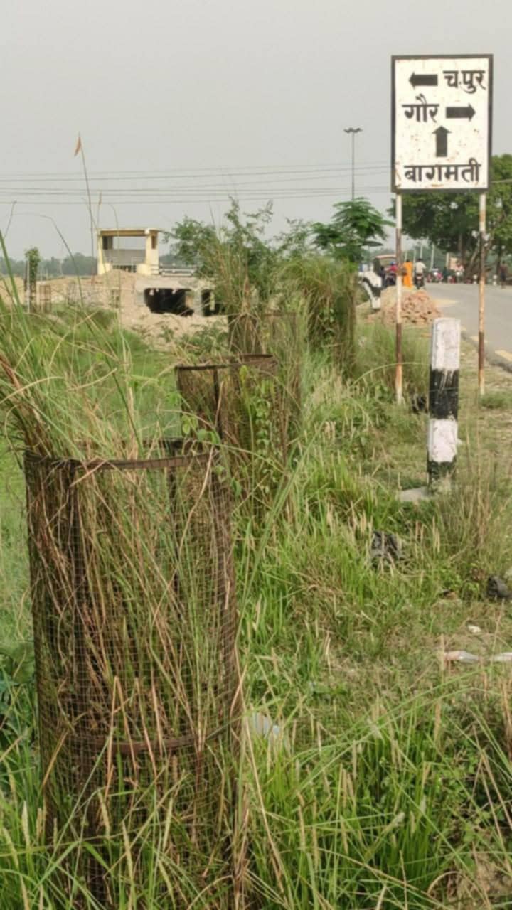 लाखौं खर्चेर गरिएको वृक्षरोपण लथालिंग