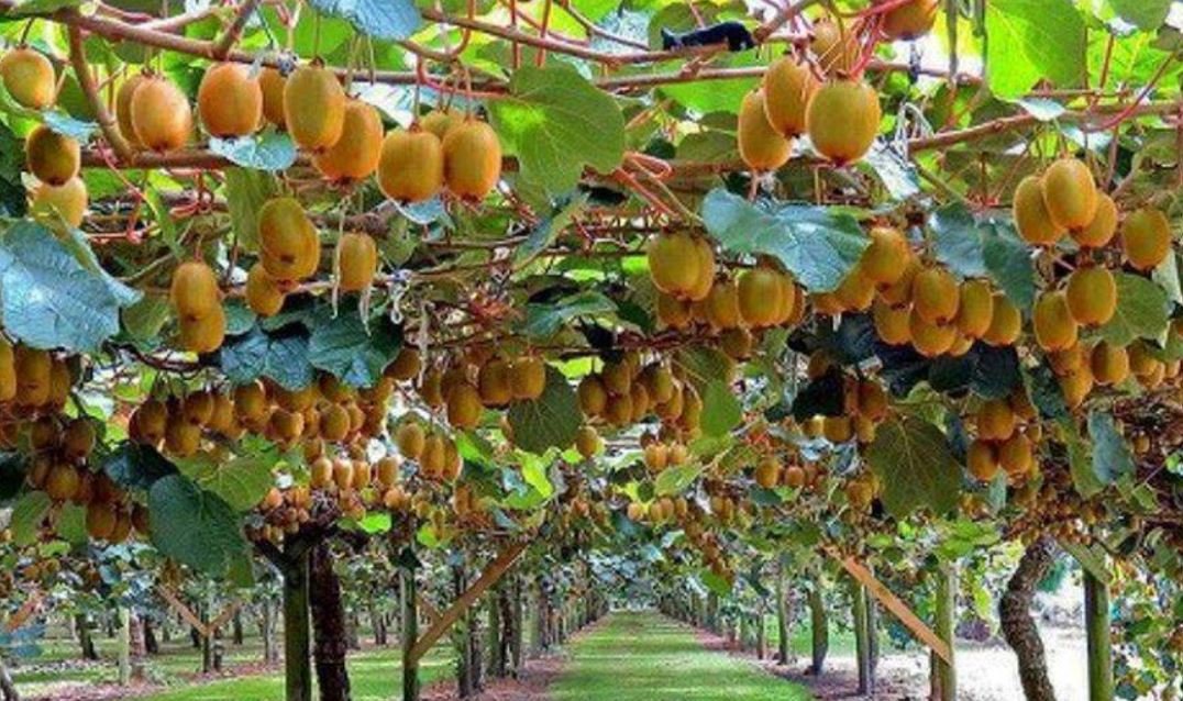 किवीको बिरुवा बिक्री गरेर वार्षिक पाँच लाख आम्दानी