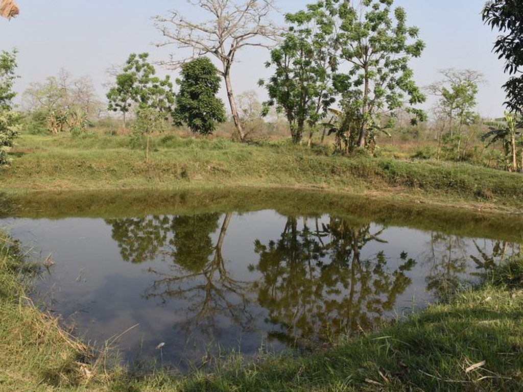 वन्यजन्तुले बालीनालीमा क्षति पुर्‍याएपछि धानखेत मासेर माछापालन