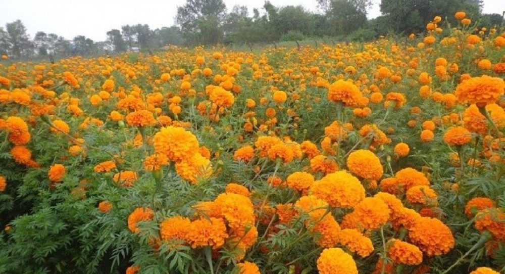 तिहार नआउँदै सयपत्री फूलको अग्रिम माग