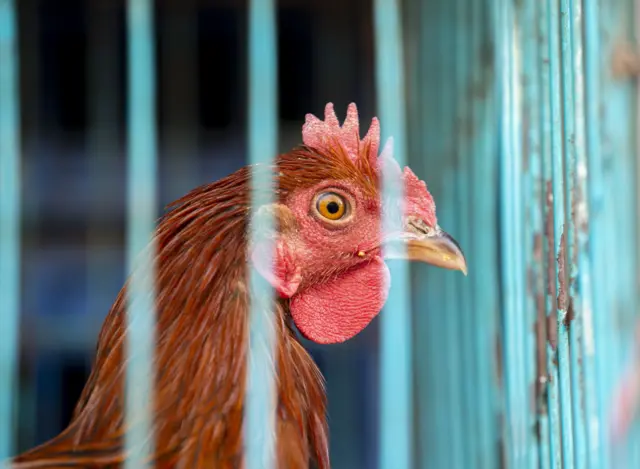 बर्ड फ्लूको जोखिम देखिएपछि भारतीय सीमामा उच्च सर्तकता