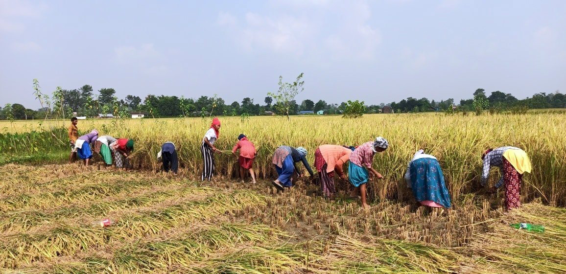धानबाली नकाट्न किसानलाई आग्रह