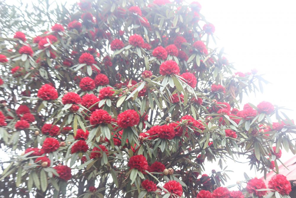 गुराँसले जोगाउँदै फुङ्लिङको पर्यटन व्यवसाय