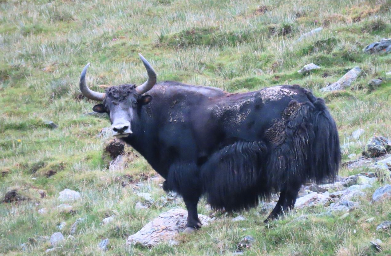 शे–फोक्सुन्डो राष्ट्रिय निकुञ्जमा भेटियो दुर्लभ जङ्गली याक