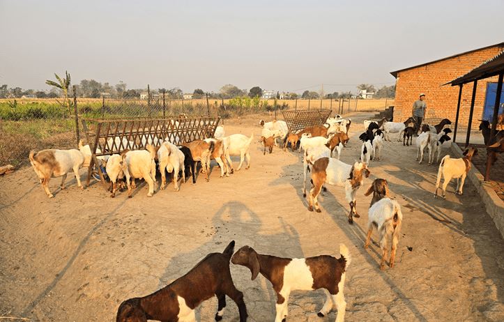 विदेशबाट फर्किएका युवा बाख्रापालन व्यवसायमा संलग्न