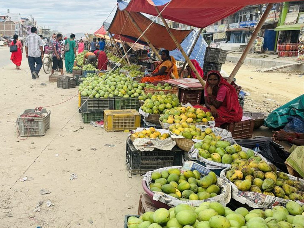 आँपको सुवासले मगमगाइरहको छ सिरहा, चिस्यान केन्द्र नहुँदा समस्या