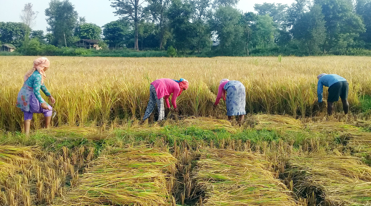 कैलालीका किसानलाई धानबाली भित्र्याउन व्यस्त