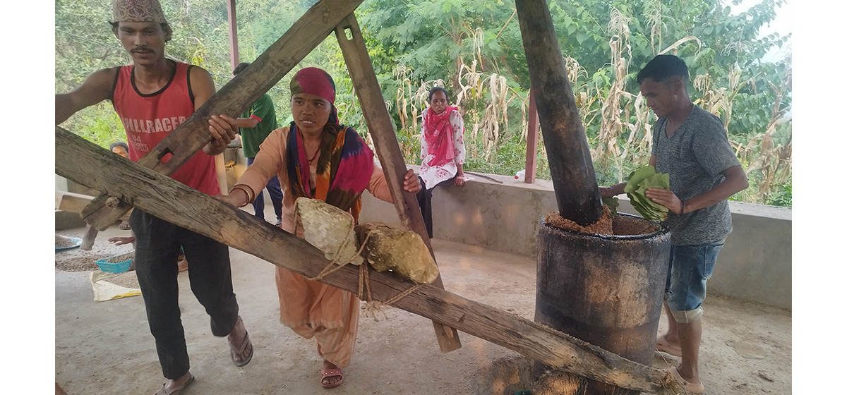 चिउरीको दाना पेलेर घ्यूको जोहो गरिँदै