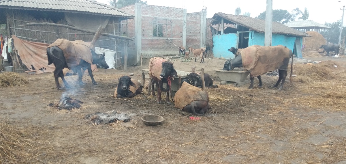 बाक्लो हुस्सु र शीतलहरका कारण सर्लाहीको जनजीवन कष्टकर