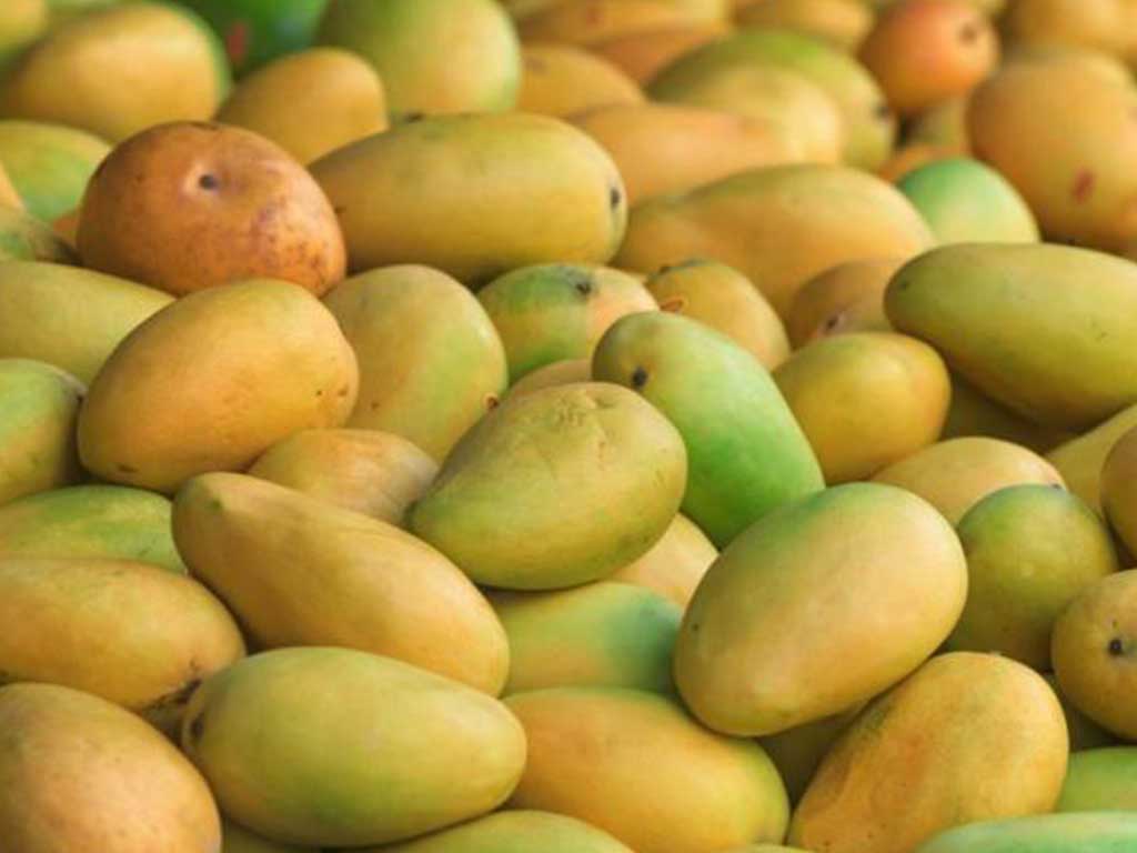 धनगढी उपमहानगरद्वारा विषादी प्रयोग गरिएका आँप नष्ट