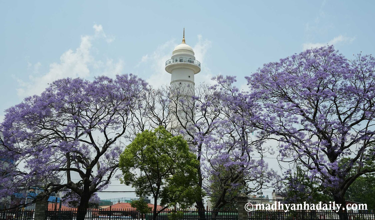 ज्याकारान्डा फूलले सजिएको काठमाडौं (तस्बिरहरू)