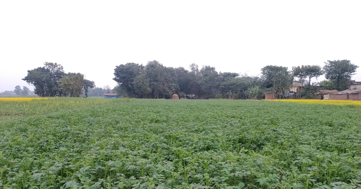 पश्चिम नवलपरासीमा आलुखेतीमा किसानको आकर्षण, लाखौंको आम्दानी