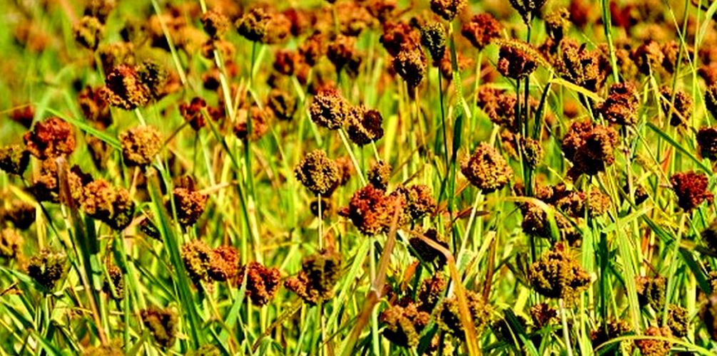 ग्रामीण महिलाको आय आर्जनको माध्यम बन्दै कोदो