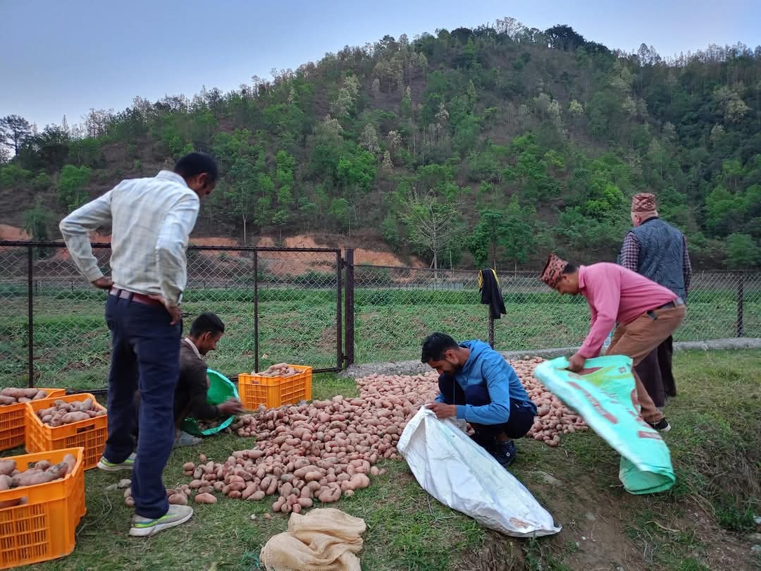 आलु बेचेर राजश्व उठाउँदै छत्रदेव गाउँपालिका