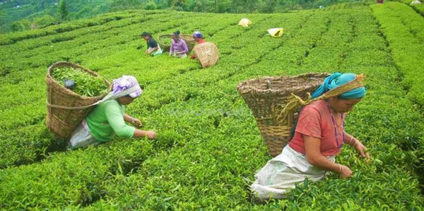 चियामा अवसर : पाँच वर्षमा २१ अर्बको चिया निर्यात