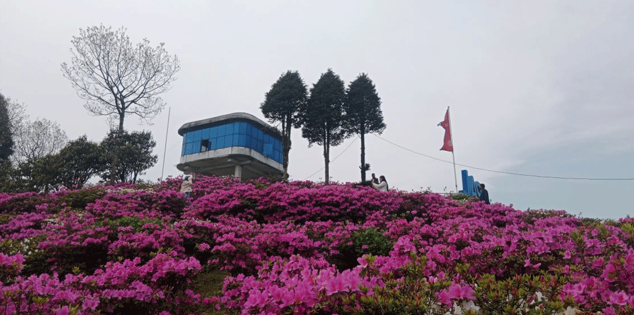 आहा ! एन्जेलिया