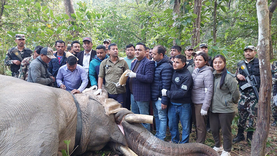 दाह्रा काटिएको ध्रुर्वे निकुञ्जभित्रै, हरेक १० मिनेटमा अनुगमन