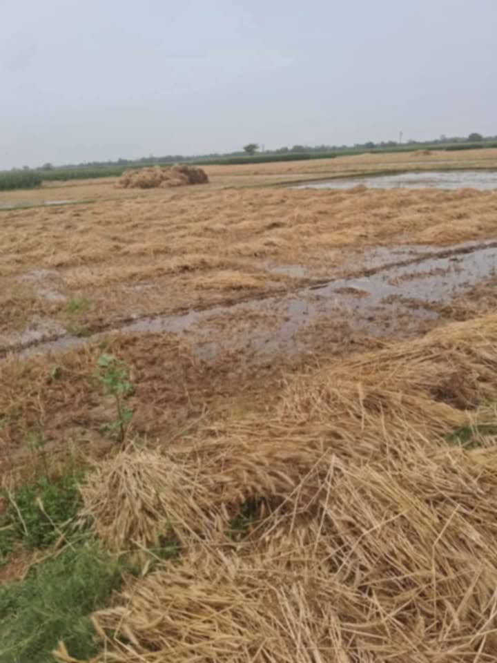 बेमौसमी वर्षाका कारण किसानलाई मर्का