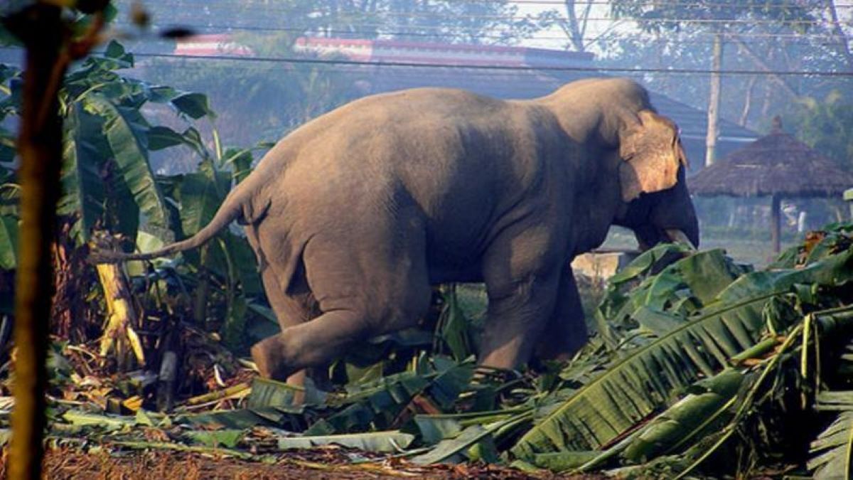 झापाका ५२५ जना वन्यजन्तु पीडित राहतकाे पर्खाइमा