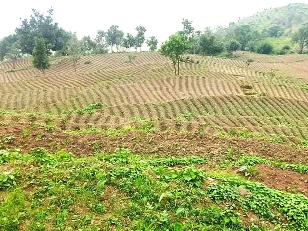 पाँच हजार रोपनीमा चाक्लाबन्दी खेती