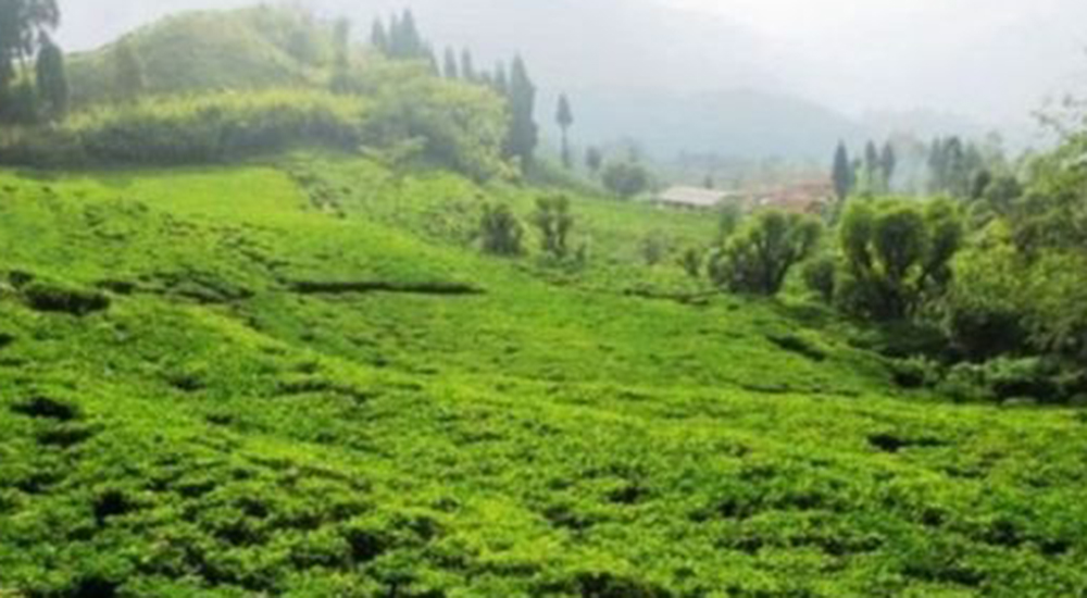 झापाबाट ११ करोडको चिया निर्यात