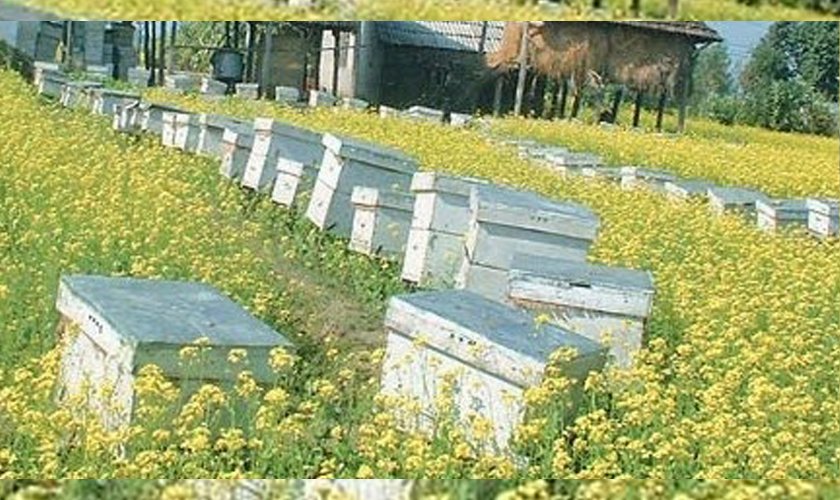 रामपुरमा बालीनालीमा  छरेको विषादीले  मौरी सखाप