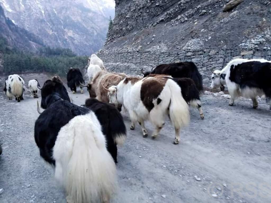 नयाँ वर्षको अवसरमा चारतारेमा चौँरी महोत्सव