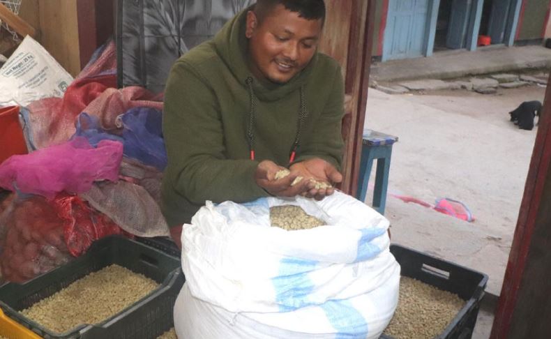 व्यावसायिक कफीखेतीमा जुट्दै हतुवागढीका किसान