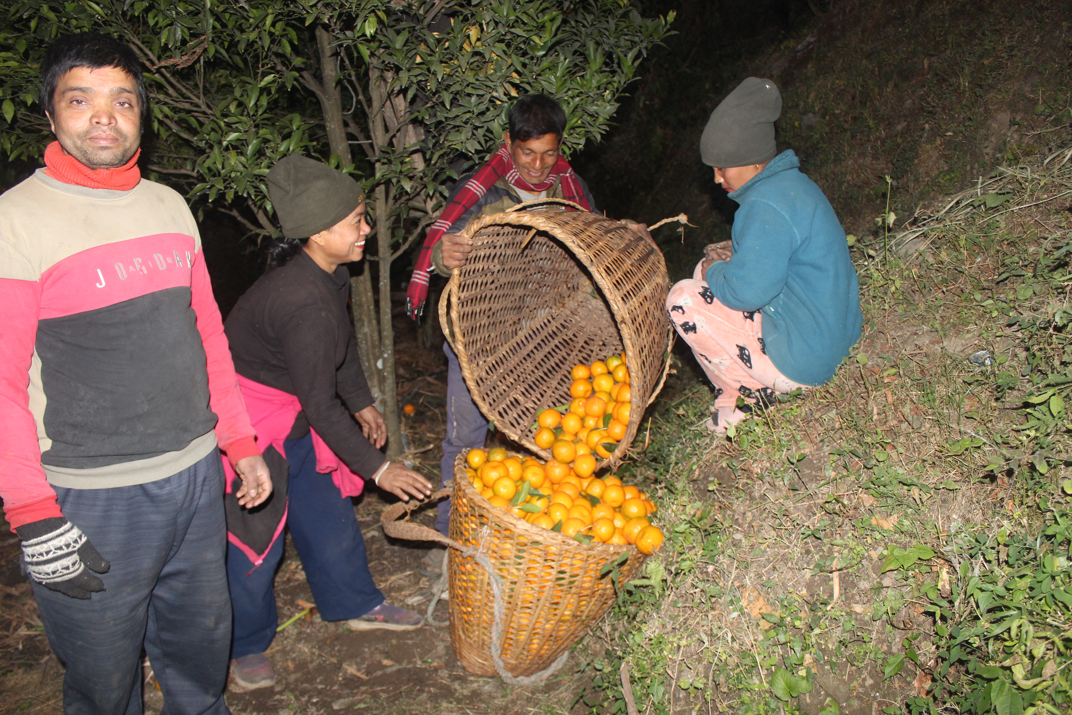 म्याग्दीमा बगैचाबाटै सुन्तला बिक्री, बजार खोज्नुपर्ने झन्झट हट्यो 