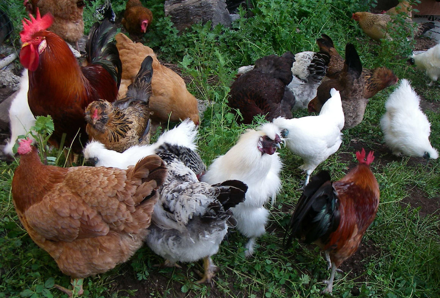 पठनपाठनसँगै कुखुरा पालन, सामान्य खर्चको जोहो आफैँ गर्दै विद्यार्थी