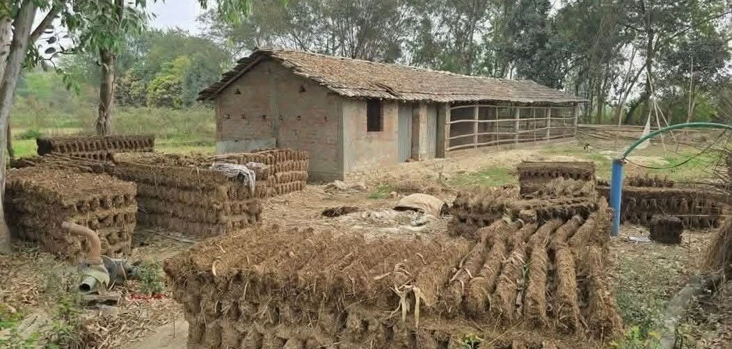 मधेशका गाउँमा गोइँठाकै भर, छैन ग्यास अभावको चिन्ता