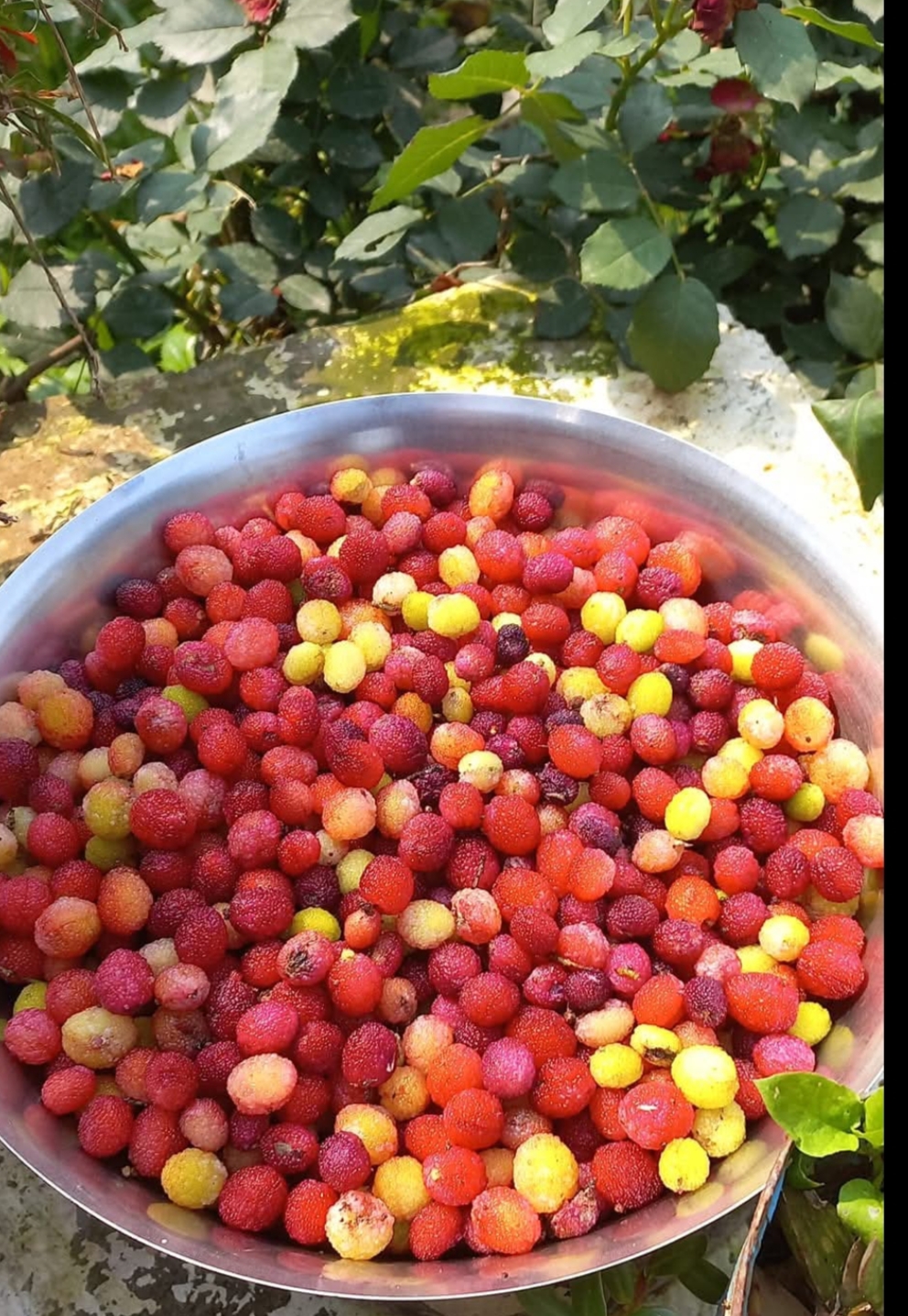 काफल बेचेर मासिक ५० हजार कमाइ