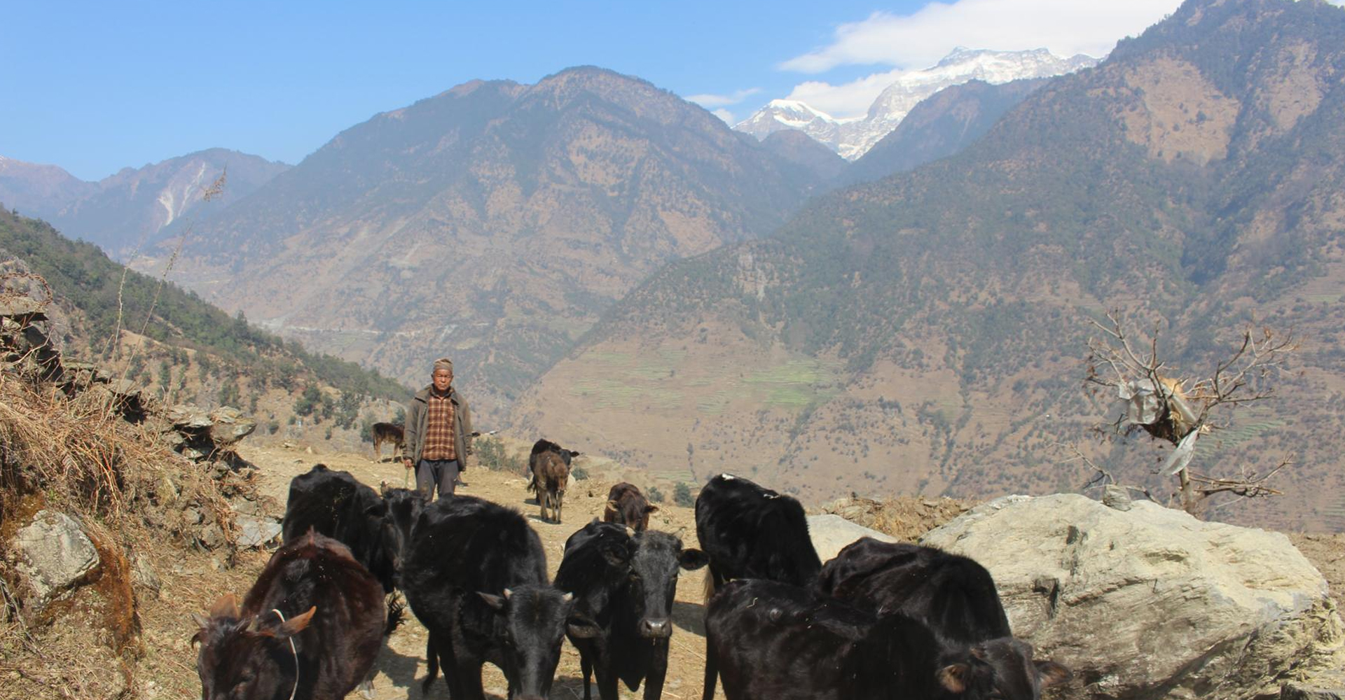 गाउँका बुढापाकाले मात्र धानेका घुम्ती गोठको परम्परा
