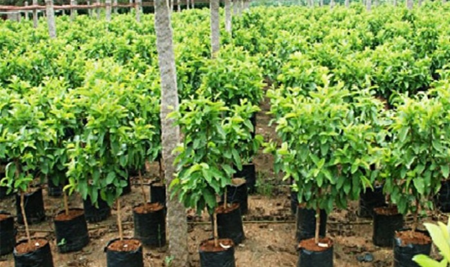वन कार्यालयले एक लाख ३८ हजार बिरुवा बाँड्यो