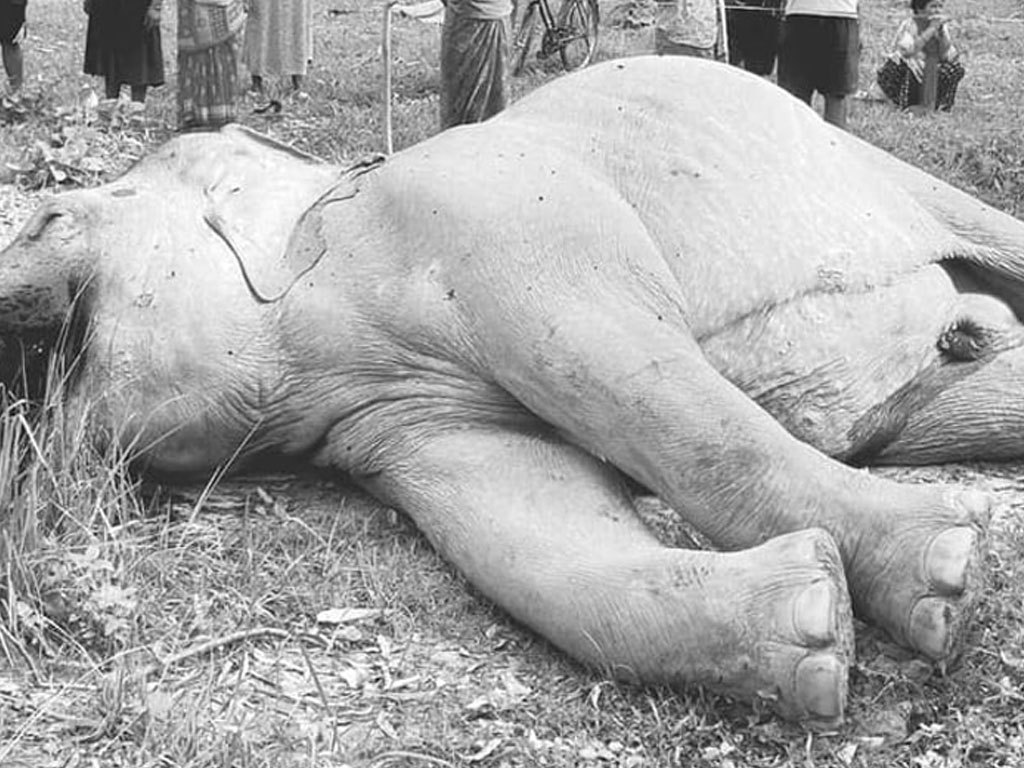 ‘करेन्ट’ लागेर जंगली हात्तीको मृत्यु