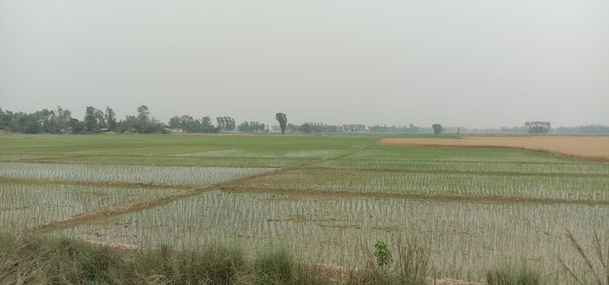 ‘सिँचाइको अभाव हुँदा  किसान चैते धानखेती गर्न आकर्षित भएनन् ’