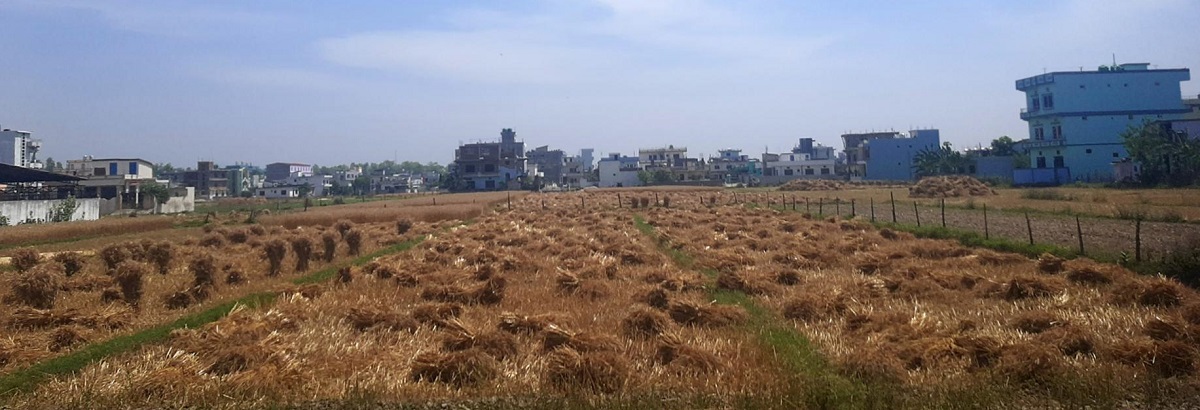 कैलालीका किसानलाई गहुँबाली भित्र्याउने चटारो