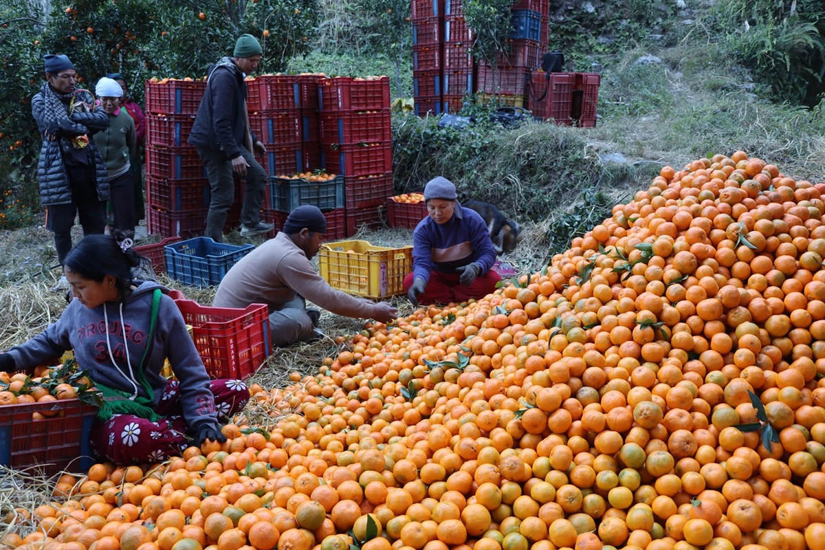 म्याग्दीमा यस वर्ष सुन्तला उत्पादन घट्यो