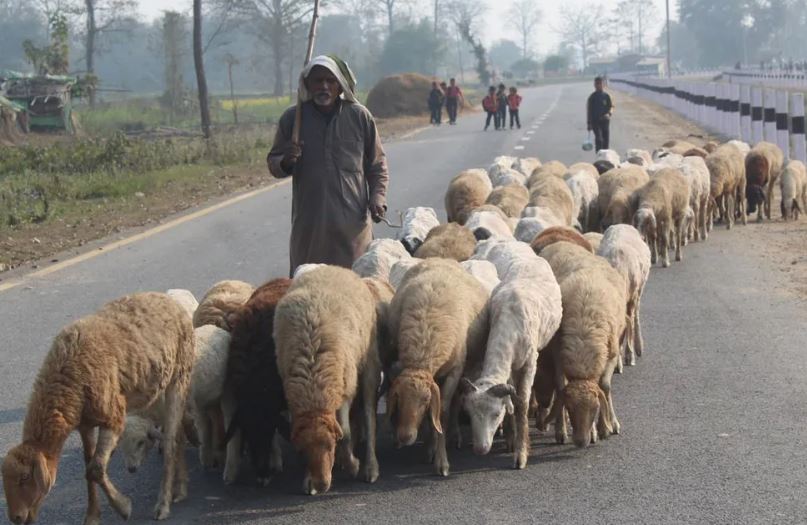 बिक्री भएन ऊन, विस्थापित हुने जोखिममा ‘भेडिहार’