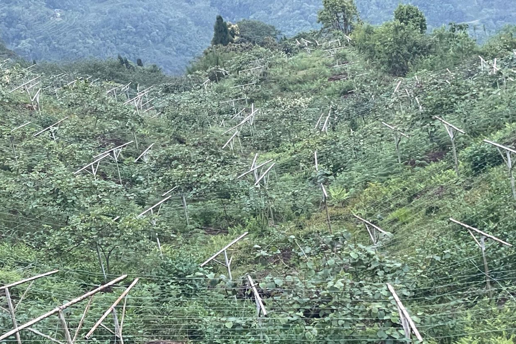 धानखेत मासेर किबीखेती, बजारमा उच्च माग