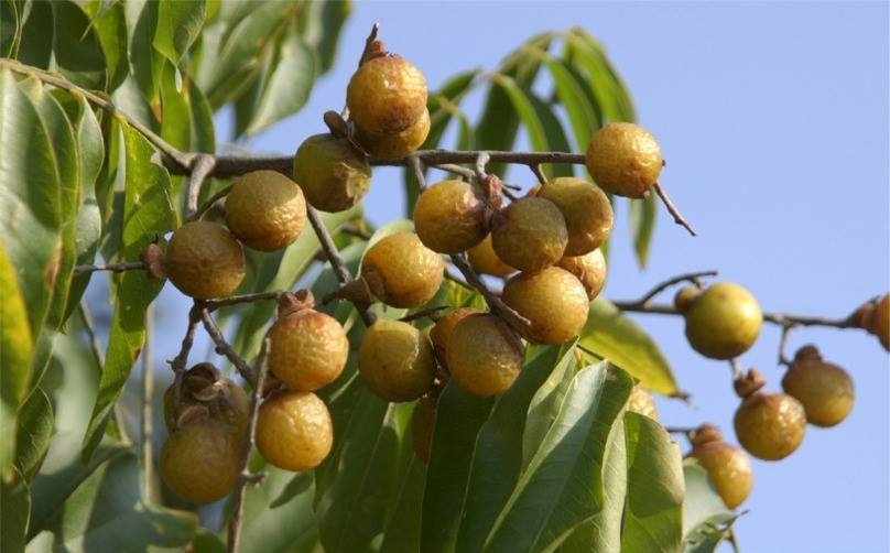 सल्यानमा व्यावसायिक रिट्ठा खेतीतर्फ किसान आकर्षित
