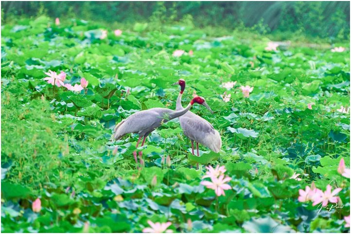 कान्तितालमा मोटरबोट सञ्चालनले चराको बासस्थान संकटमा पर्ने