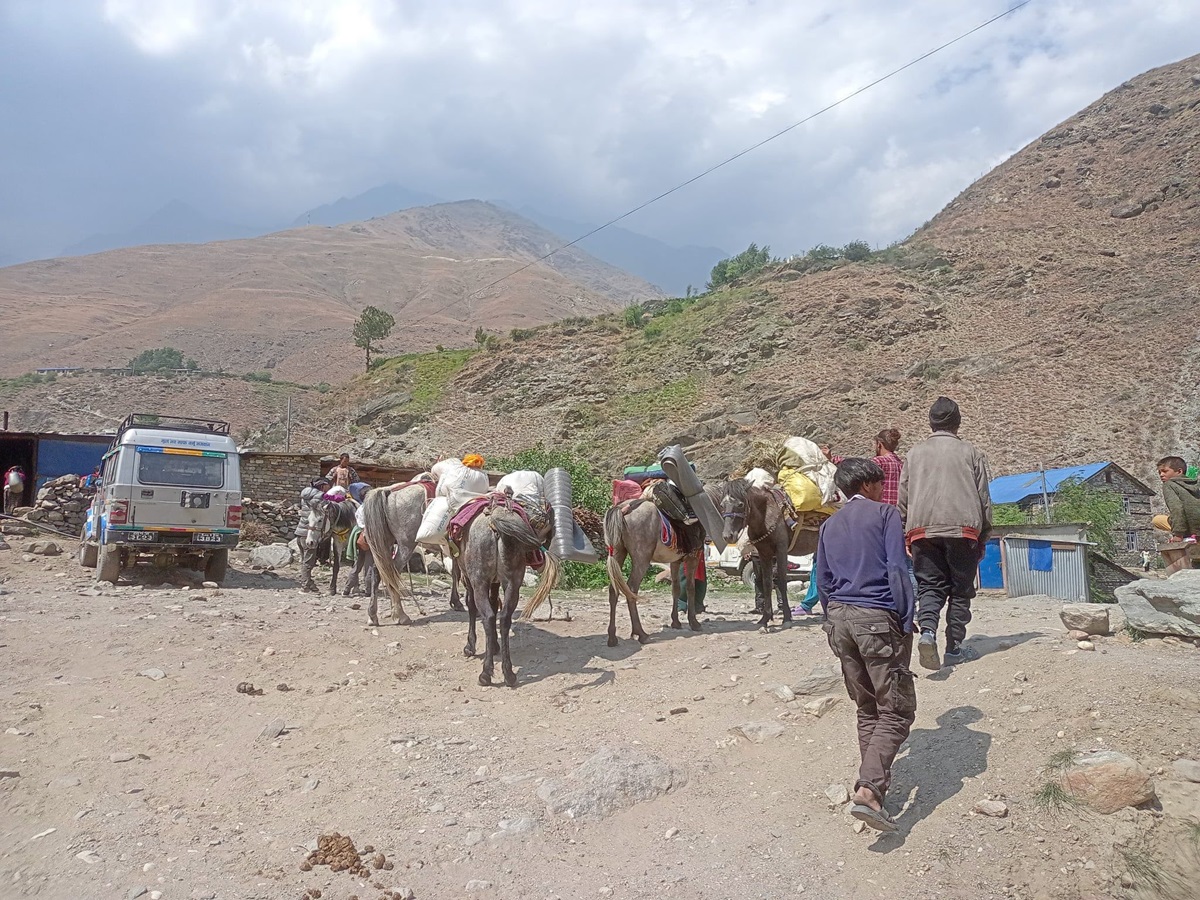 डोल्पाका यार्सा पाटनमा भोलिदेखि यार्सा संकलन गर्न पाइने